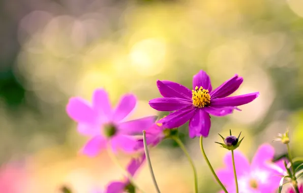 Light, flowers, petals, blur, pink, bokeh, Kosmeya