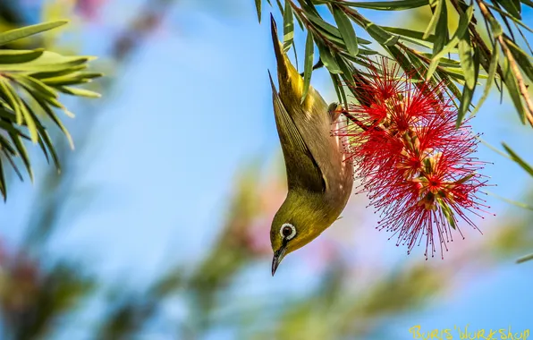 Picture flowers, branches, bird, yellow