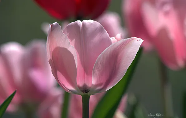 Picture macro, nature, pink, tulips