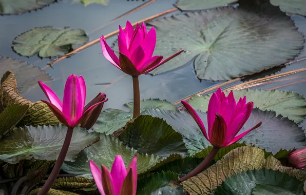 Leaves, pink, bright, flowering, water lilies, pond