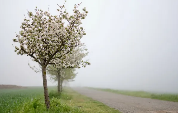 Road, landscape, nature, fog, Apple