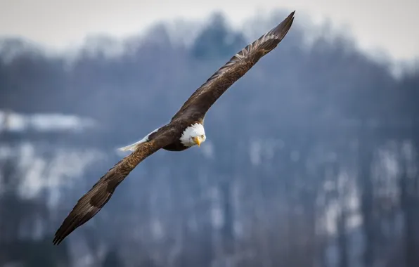 Picture Eagle, raptor, flying, bird, flight, wings, animal, blad eagle