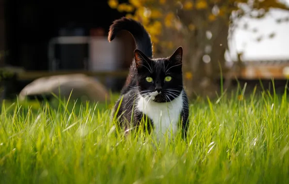 Cat, grass, cat, look, nature, pose, black and white, glade