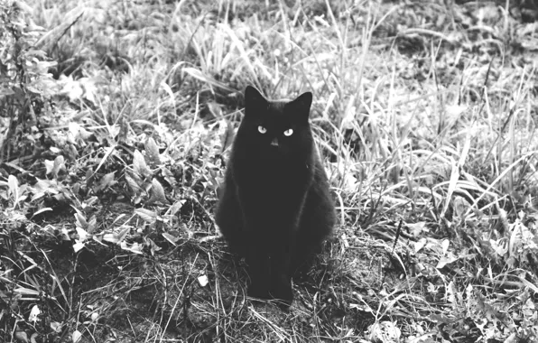 Cat, Cat, Cat, Beauty, Thomas, Handsome, Tummy