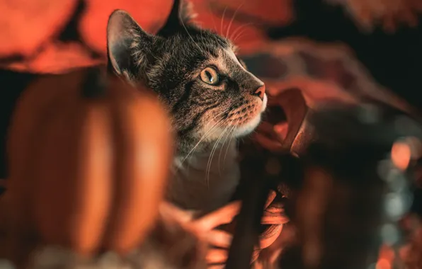 Autumn, cat, cat, look, light, grey, lantern, pumpkin