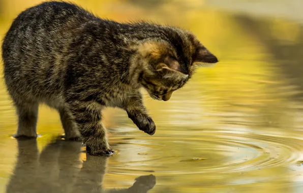 Water, reflection, the game, kitty
