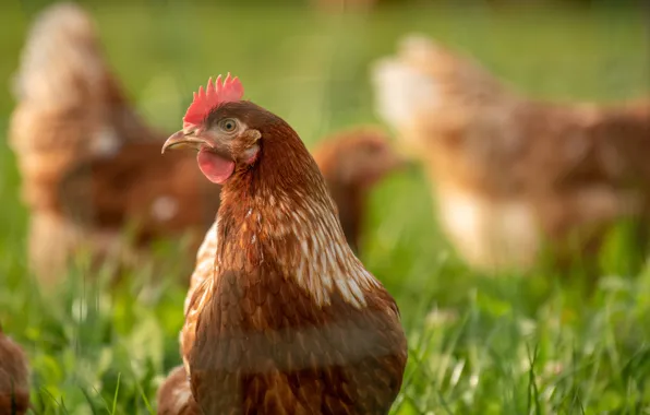 Grass, nature, bird, glade, portrait, chicken, brown, bokeh