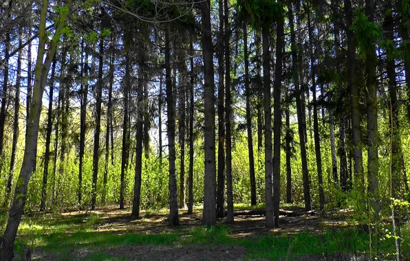 Spring, Forest, larch