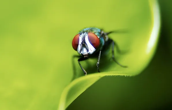 Picture sheet, green, fly