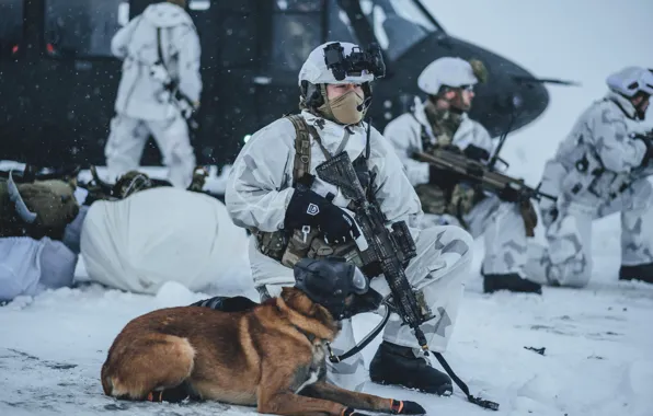 Dog, Soldiers, Equipment, Machines, Northern Norway, Northern Norway, Exercise Arctic Hawk, Norwegian Coastal Rangers