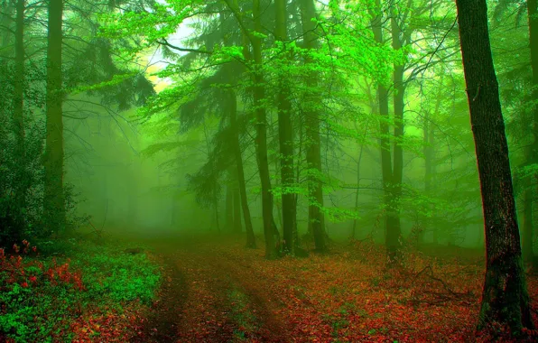 Picture forest, landscape, fog, background, green