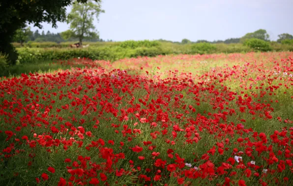 Greens, field, summer, trees, flowers, nature, Maki, blur