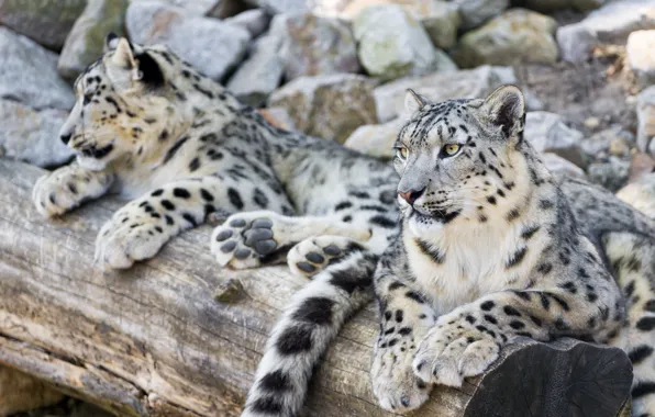 Stay, predator, family, pair, IRBIS, snow leopard