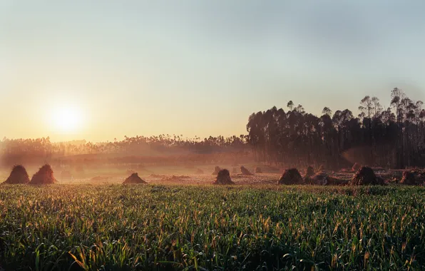 Picture grass, hay, stogi, So rise the Sun