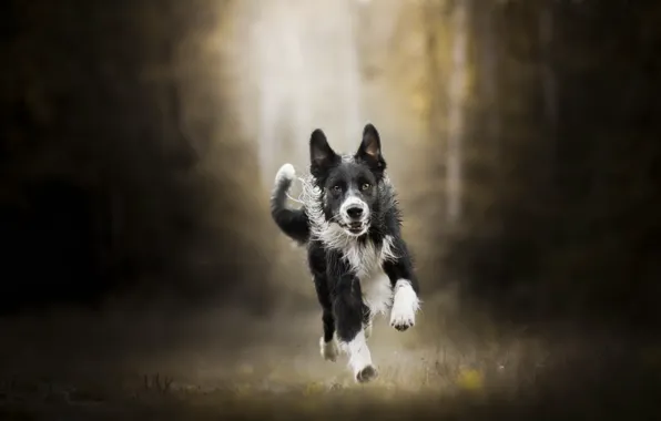 Nature, each, dog