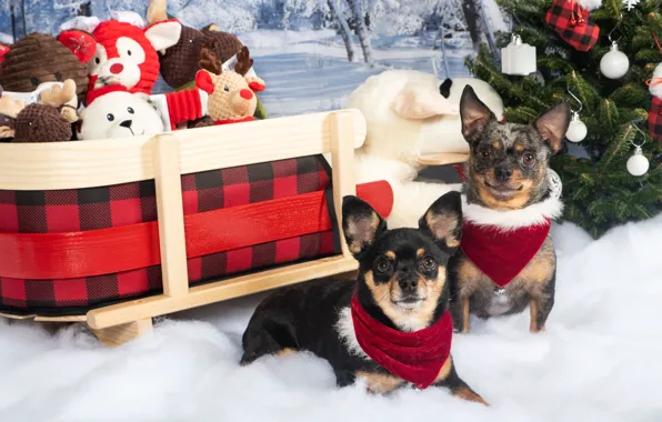 Winter, dogs, snow, toys, Christmas, New year, sleigh, herringbone