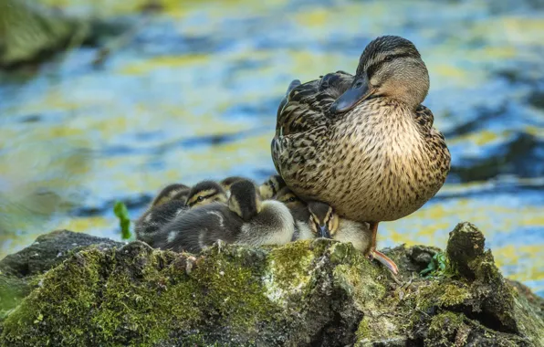 Birds, stones, bird, shore, duck, kids, ducklings, mom