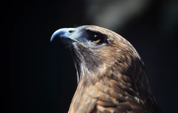 Look, bird, profile, Hawk