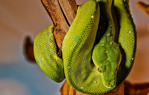 Snake, Green Python, Tree Python
