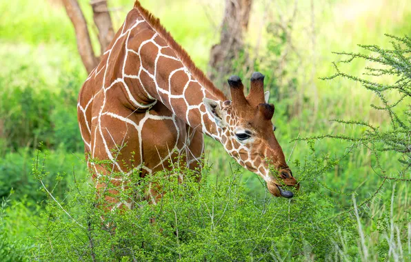 Greens, look, face, branches, nature, pose, thickets, giraffe