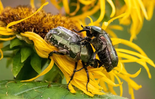 Picture sunflowers, flowers, yellow, two, beetle, pair, brantovka, two beetle