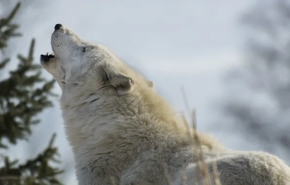 Face, predator, howl, white wolf