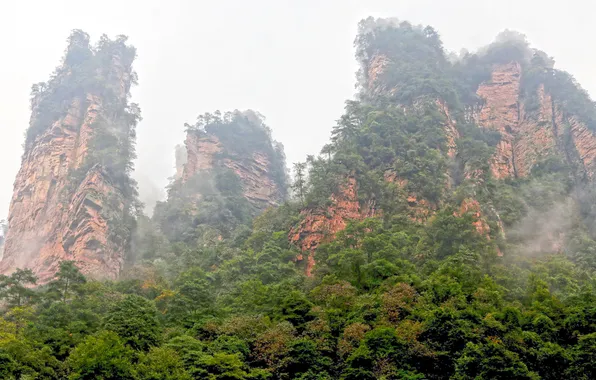 Trees, fog, Park, rocks, China, Wulingyuan