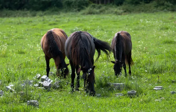 Field, grass, stones, horse, Horse