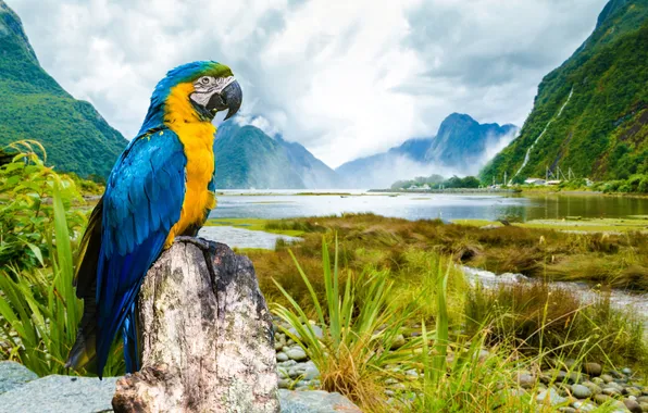 Landscape, parrot, Ara, Macaw, Blue-and-yellow macaw