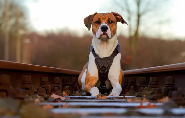 Picture background, dog, railroad