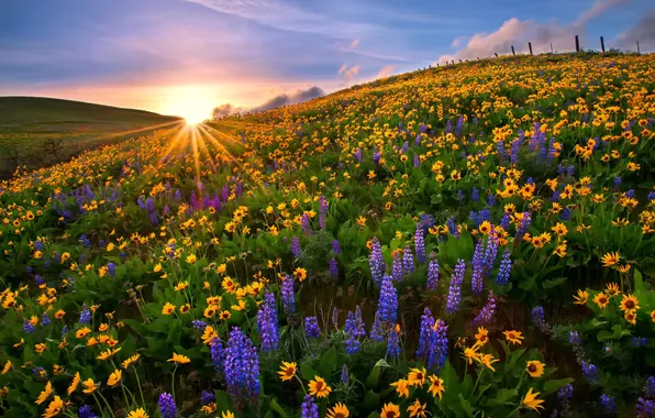 Sunset, flowers, nature, glade, USA, Washington, National Park, lupins