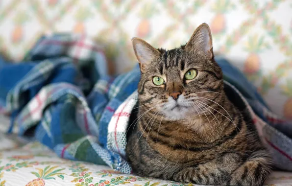 Cat, cat, look, face, pose, comfort, grey, wall