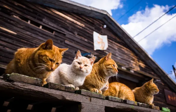 Summer, home, cat