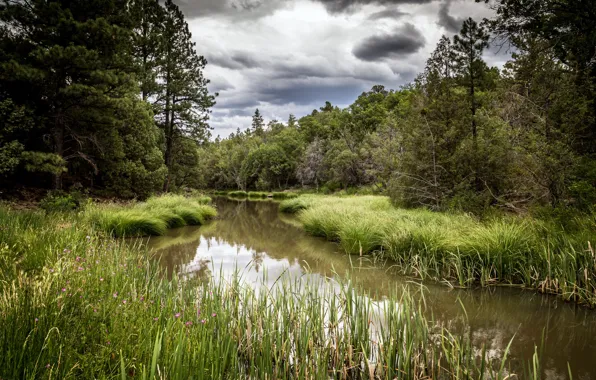 Forest, summer, river