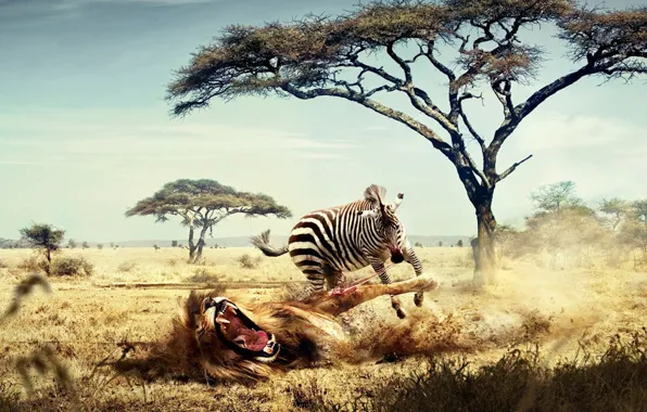 Picture Zebra, Leo, Africa, 158