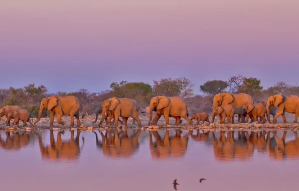 Elephant, South Africa, the herd, The Kruger national Park