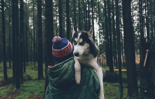 Picture forest, trees, hat, dog, guy, husky