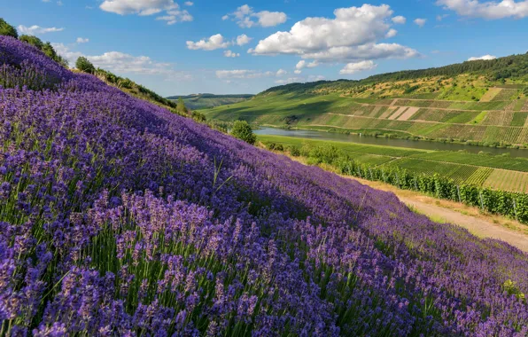 Picture field, summer, flowers, river, hills, shore, slope, meadow