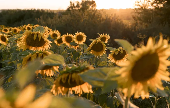 Field, summer, leaves, the sun, rays, light, sunflowers, sunset