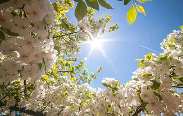 Picture the sun, flowers, tree, spring