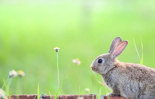 Grass, look, nature, background, glade, hare, brick, stem