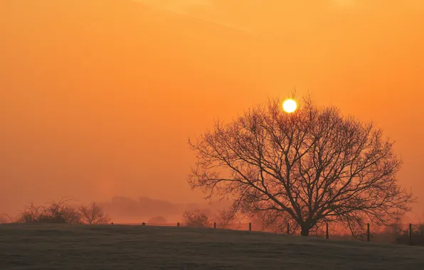 Picture field, landscape, sunset, tree