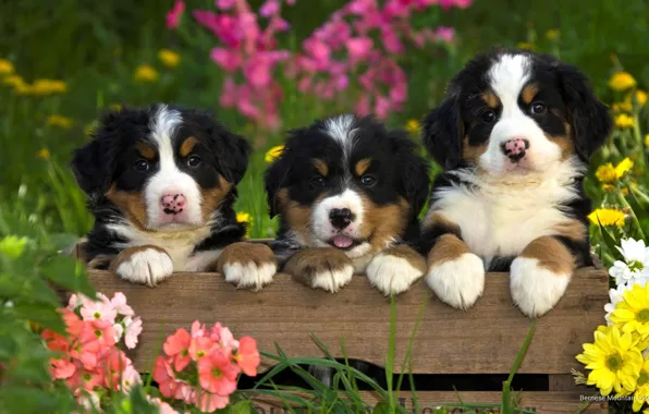 Animals, dogs, summer, grass, flowers, nature, puppies, box