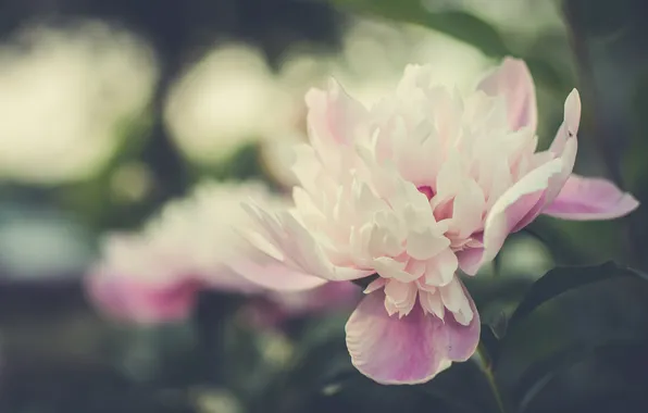 Picture flower, petals, pink, white