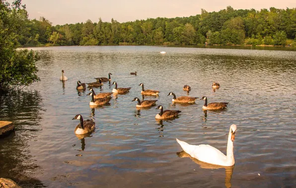 Forest, lake, duck, swans