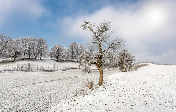 Picture winter, field, snow