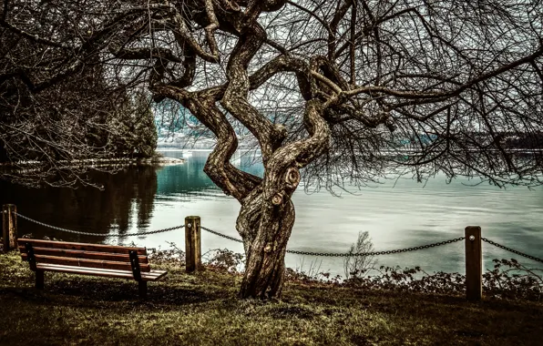 Sea, Tree, bench