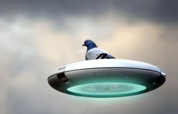 Picture UFO, Dove, Plate