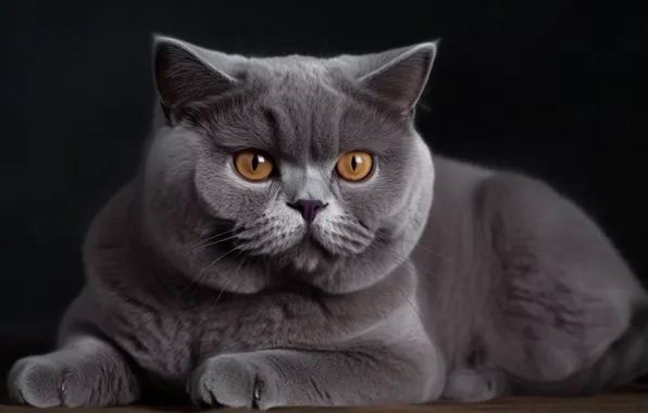 Cat, cat, look, grey, portrait, art, lies, black background