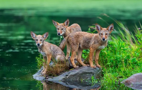 Greens, look, pose, lake, shore, stone, wolf, puppies
